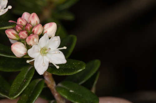 Leiophyllum buxifolium #5